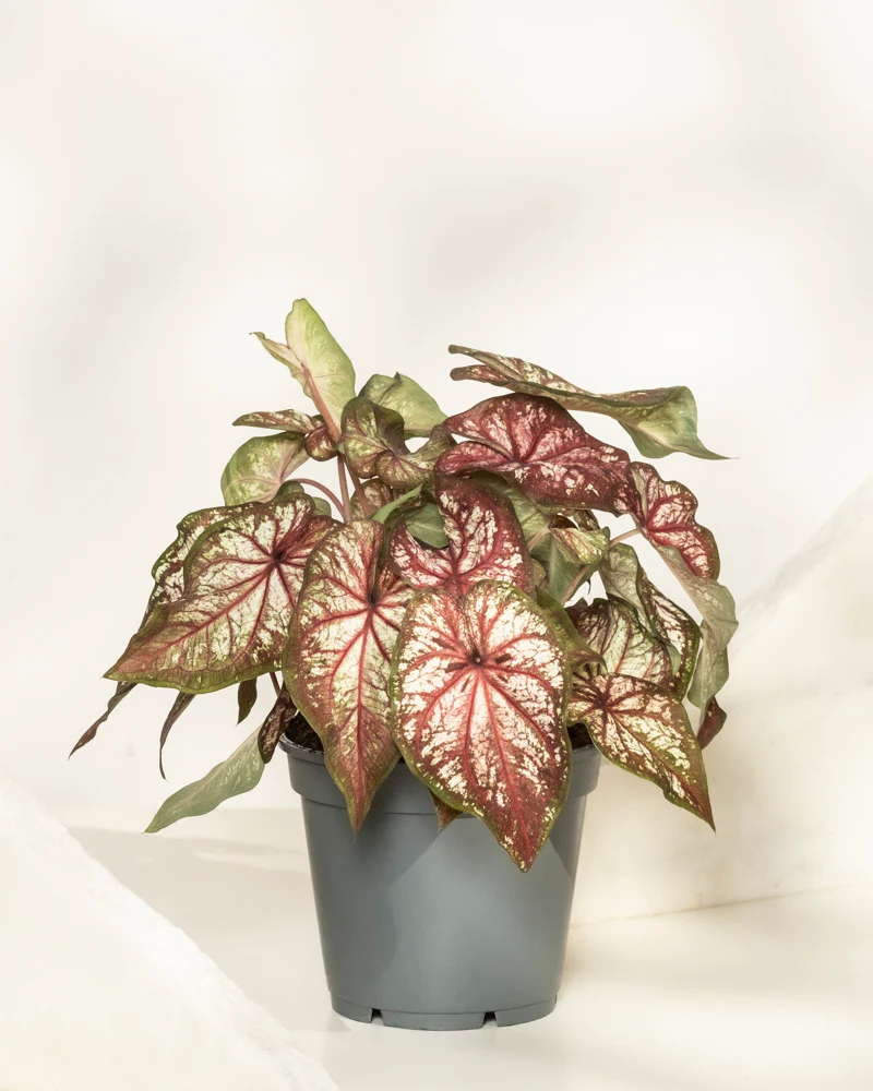 Caladium bicolor - Image 3