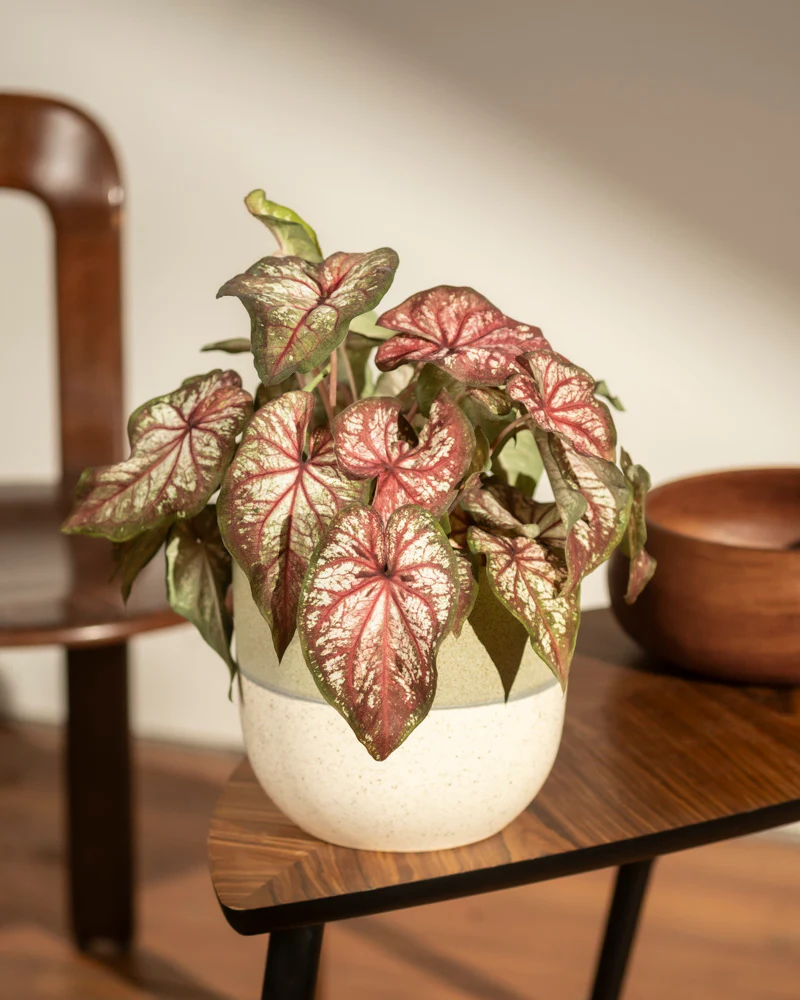 Caladium bicolor - Image 4