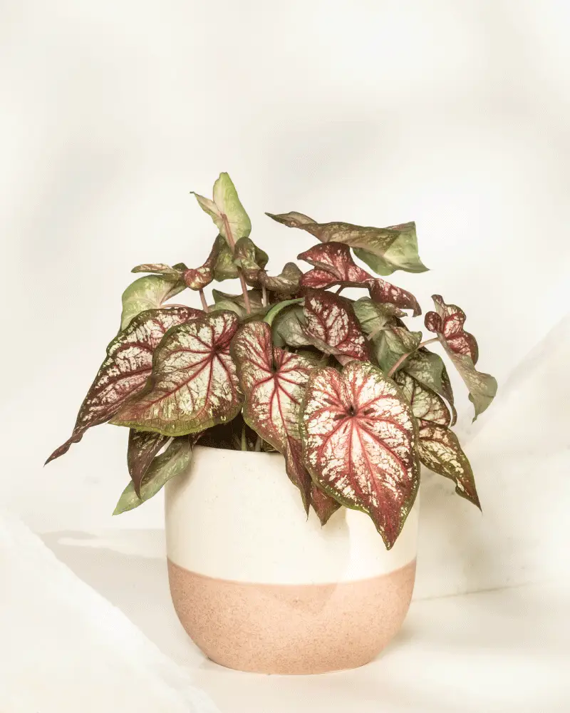 Caladium bicolor - Image 5