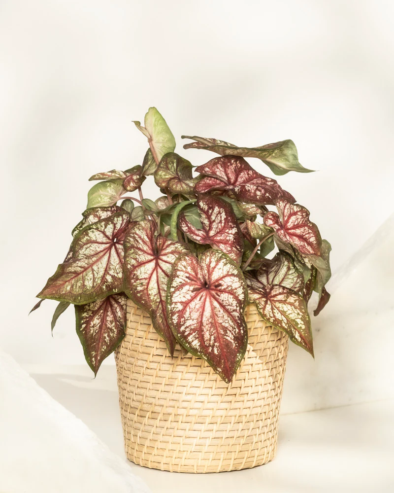 Caladium bicolor - Image 6