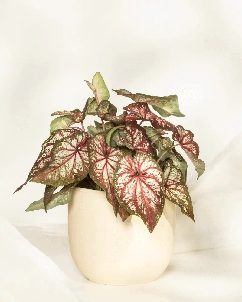Caladium bicolor - Image 7