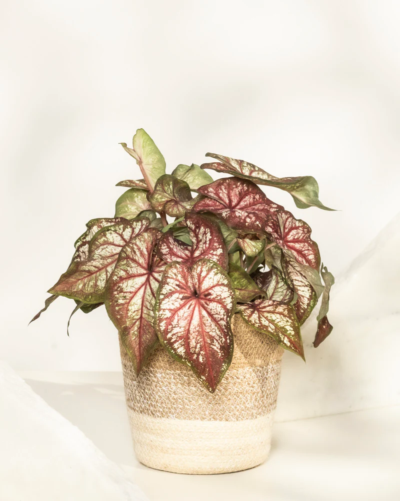 Caladium bicolor - Image 8