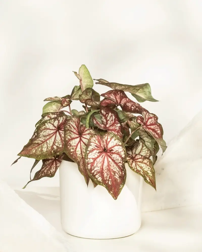Caladium bicolor - Image 9