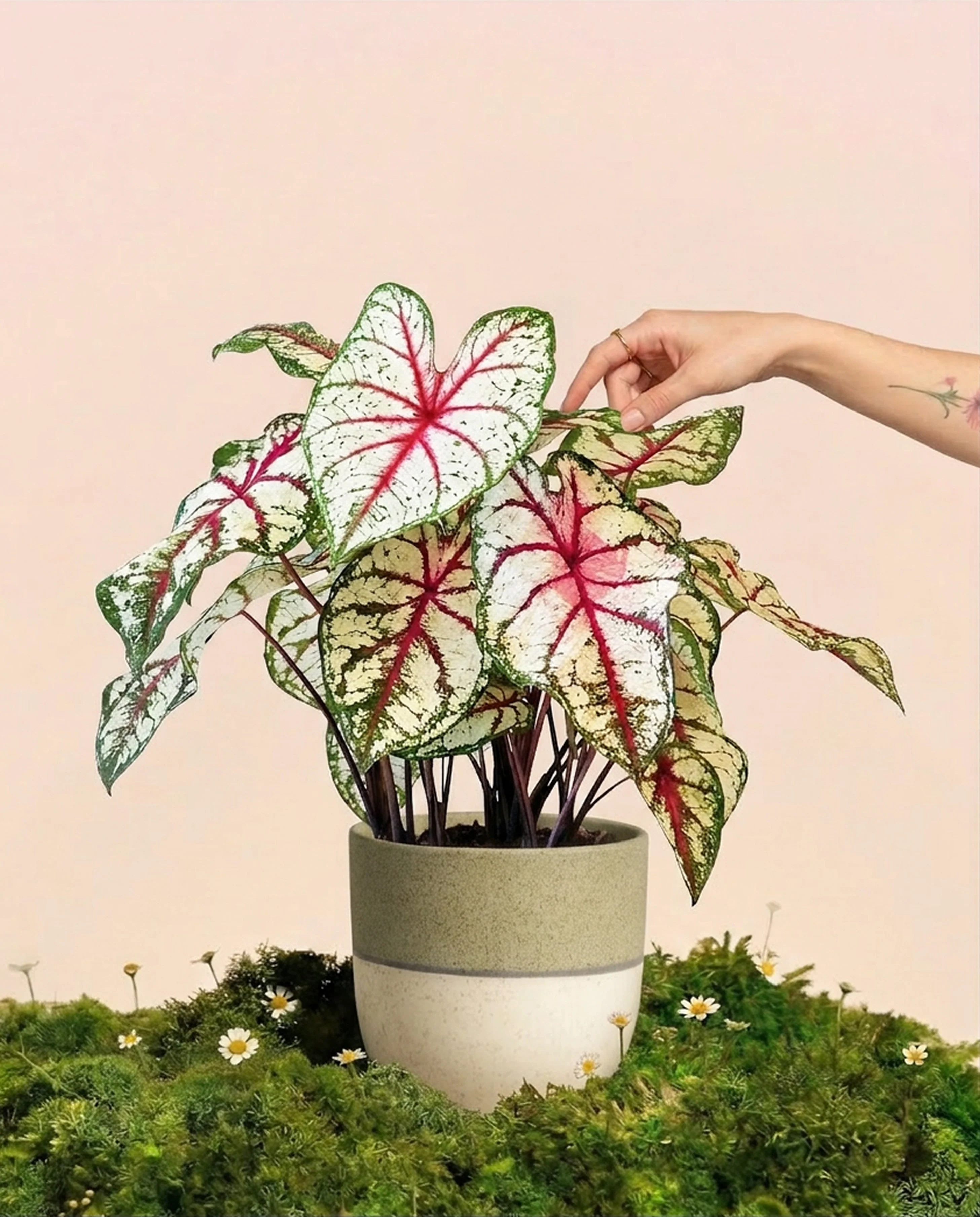 Caladium 'Bottle Rocket'