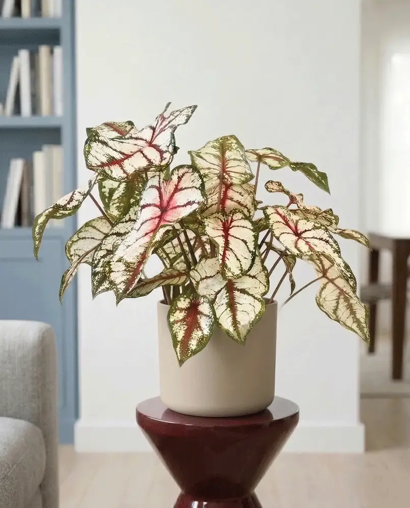 Caladium 'Bottle Rocket' - Image 10