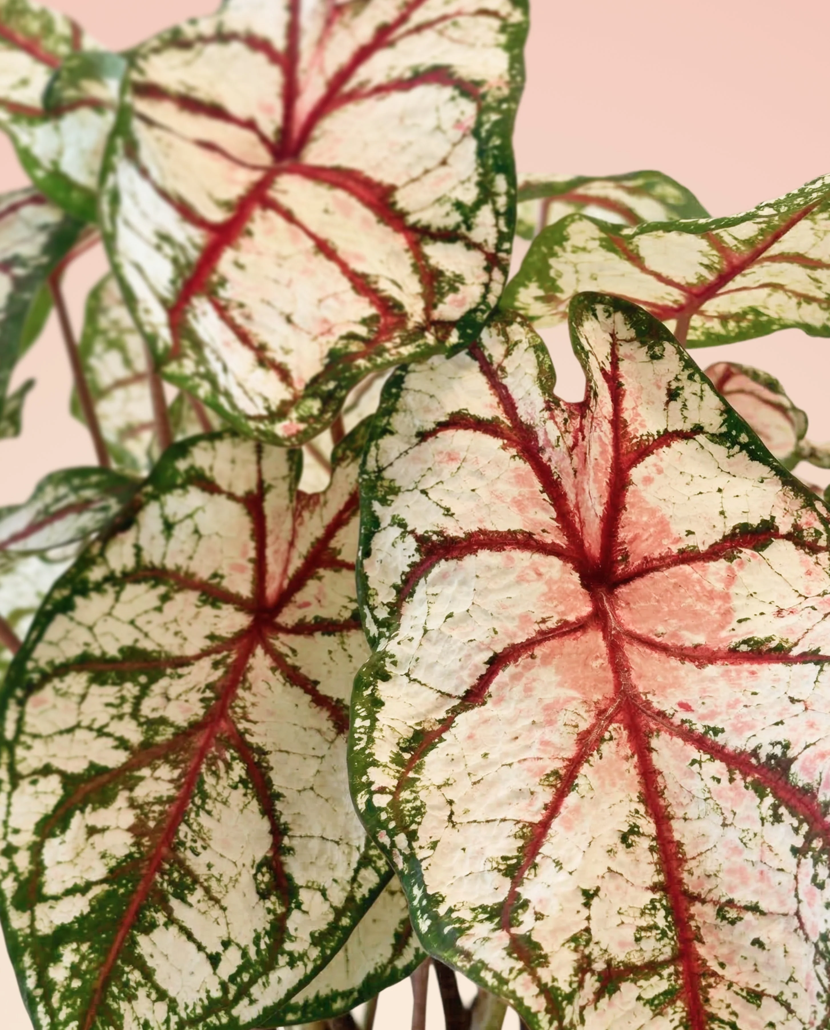 Caladium 'Bottle Rocket' - Image 11
