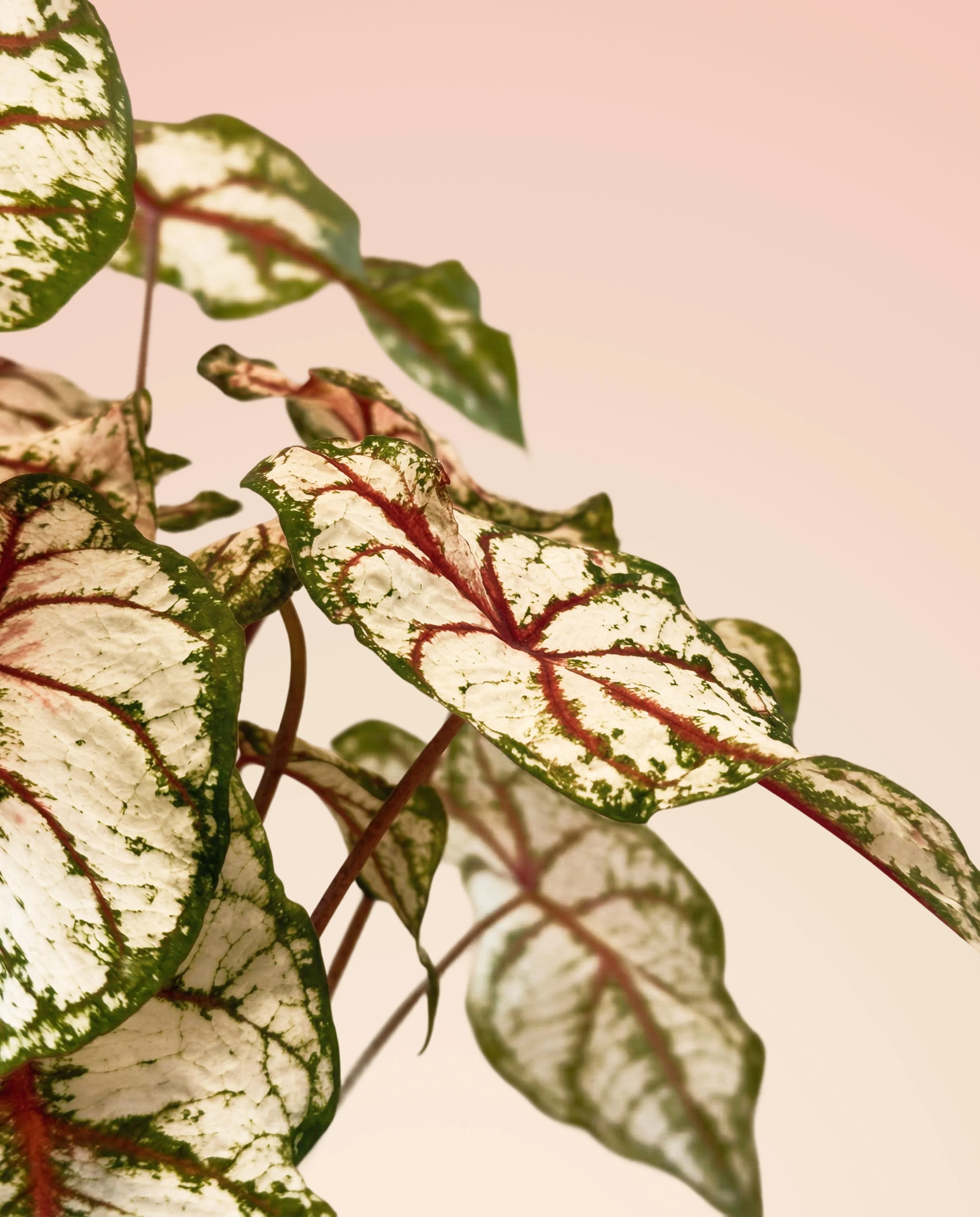 Caladium 'Bottle Rocket' - Image 12