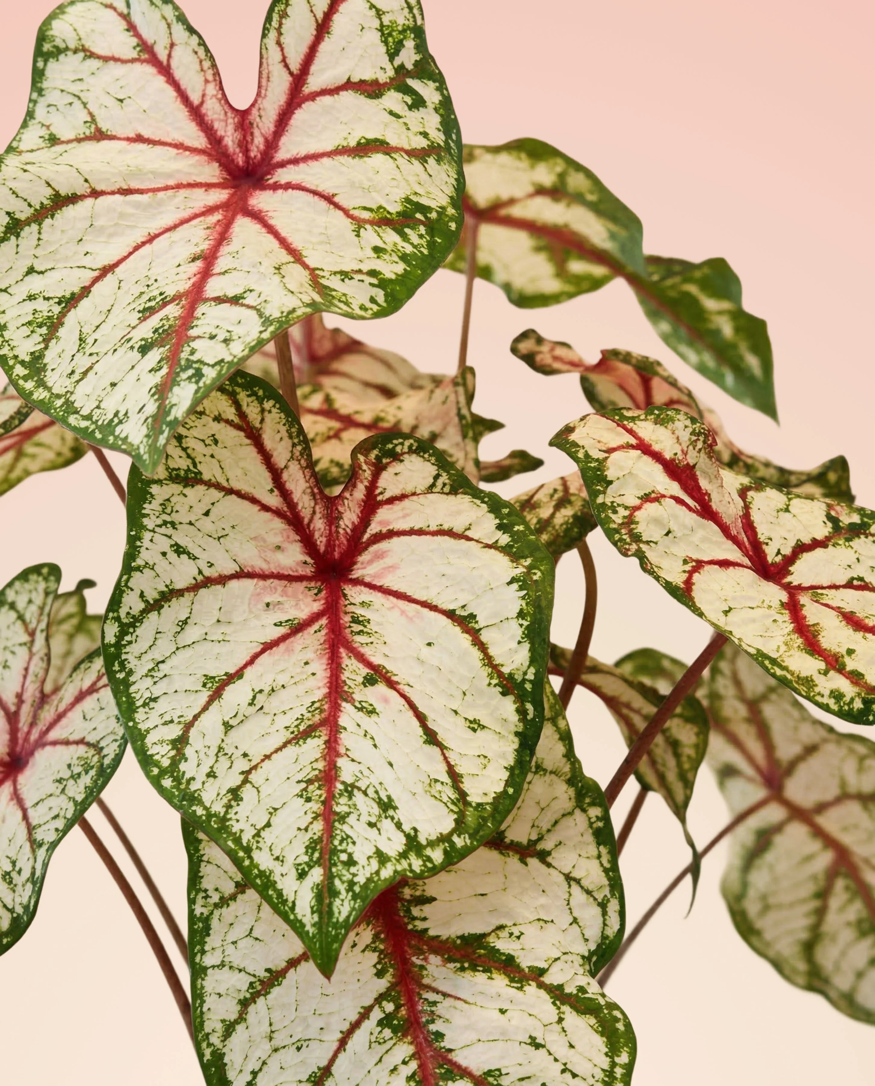 Caladium 'Bottle Rocket' - Image 2