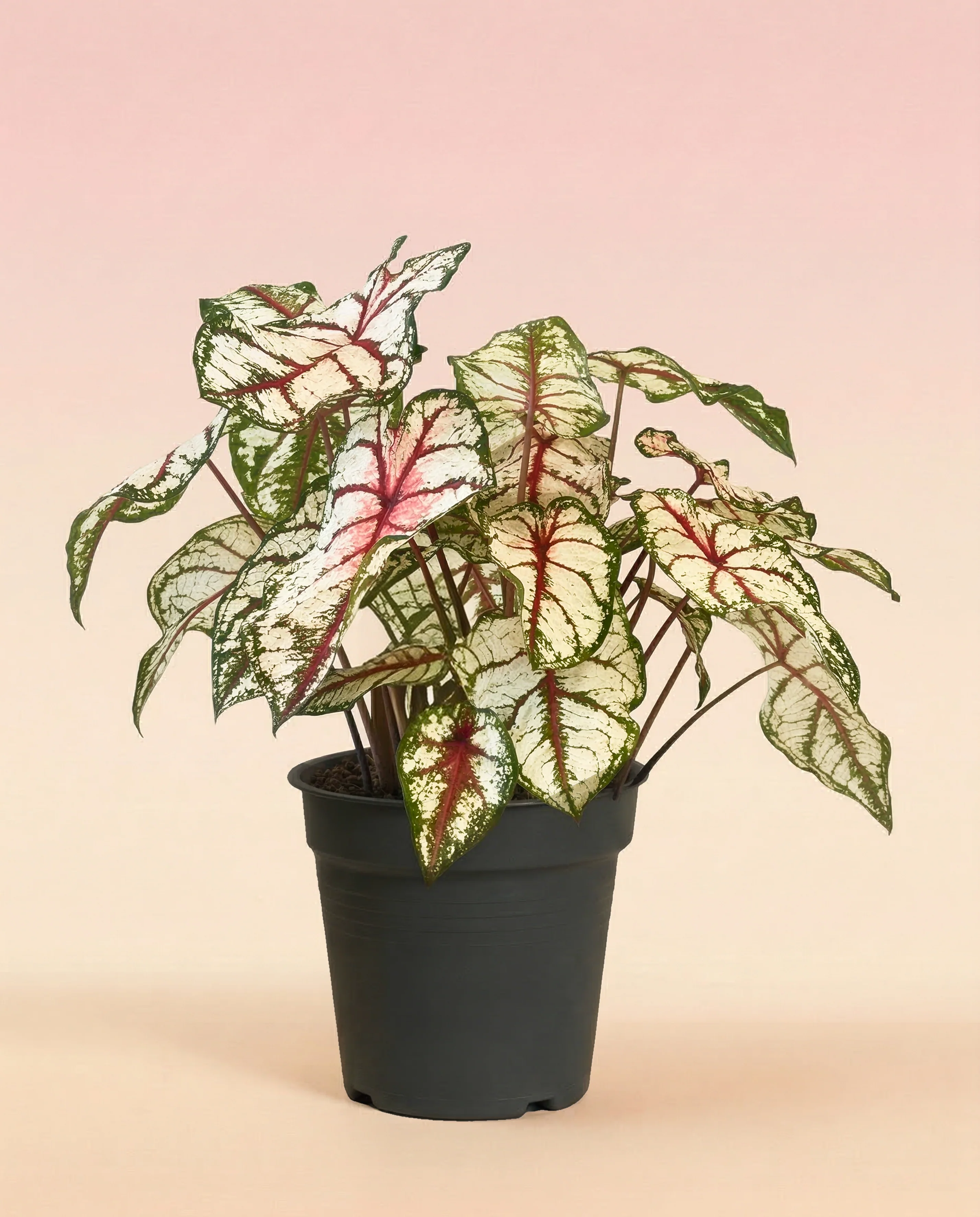 Caladium 'Bottle Rocket' - Image 3