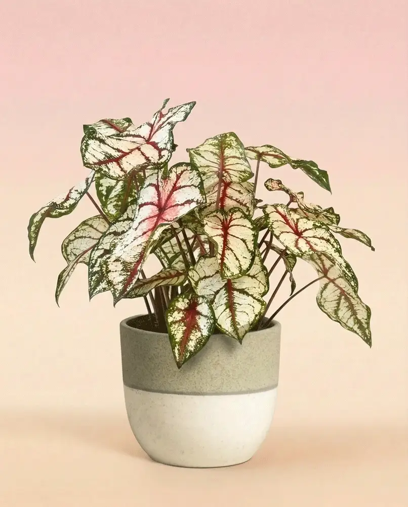 Caladium 'Bottle Rocket' - Image 4