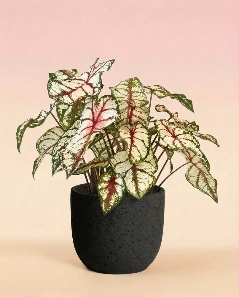 Caladium 'Bottle Rocket' - Image 5