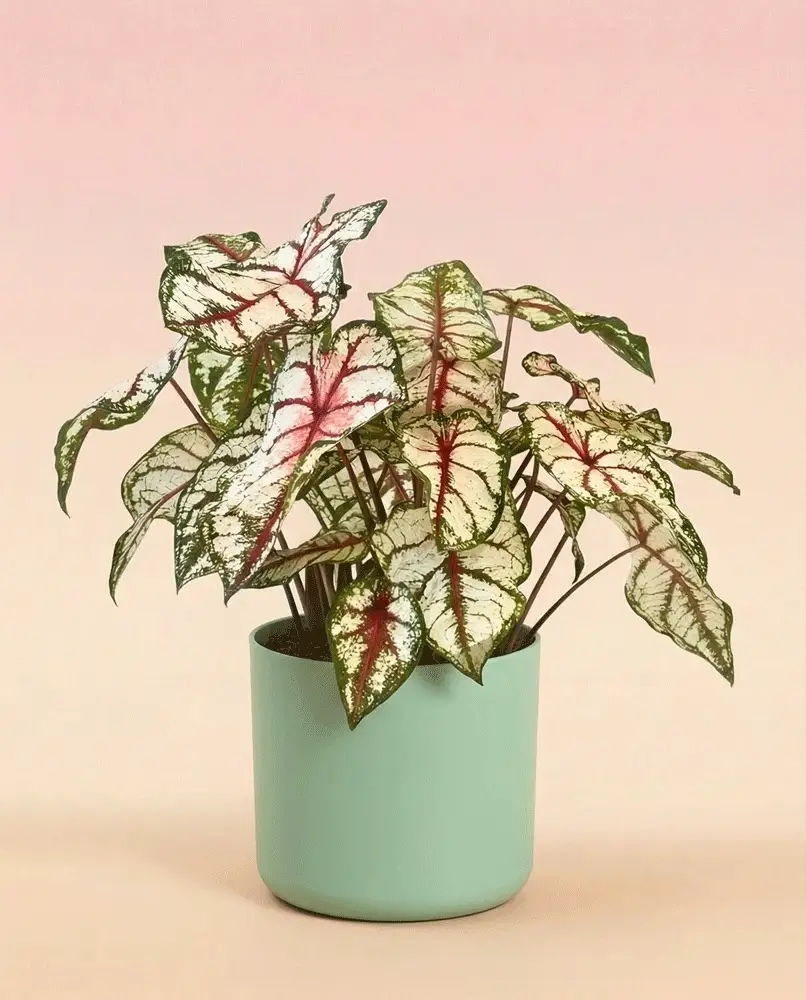 Caladium 'Bottle Rocket' - Image 6