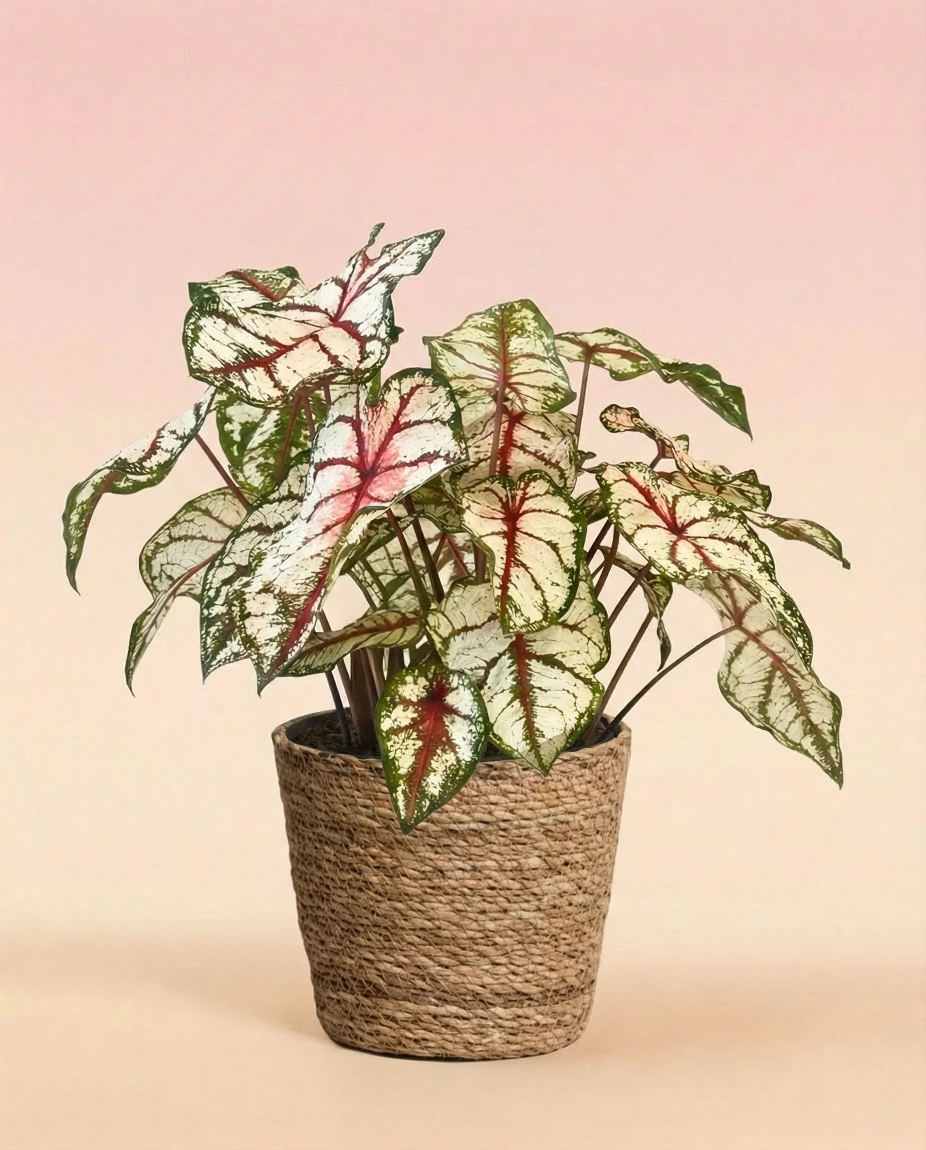 Caladium 'Bottle Rocket' - Image 7