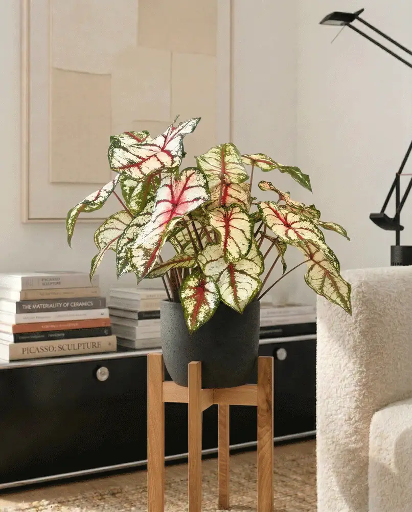 Caladium 'Bottle Rocket' - Image 9