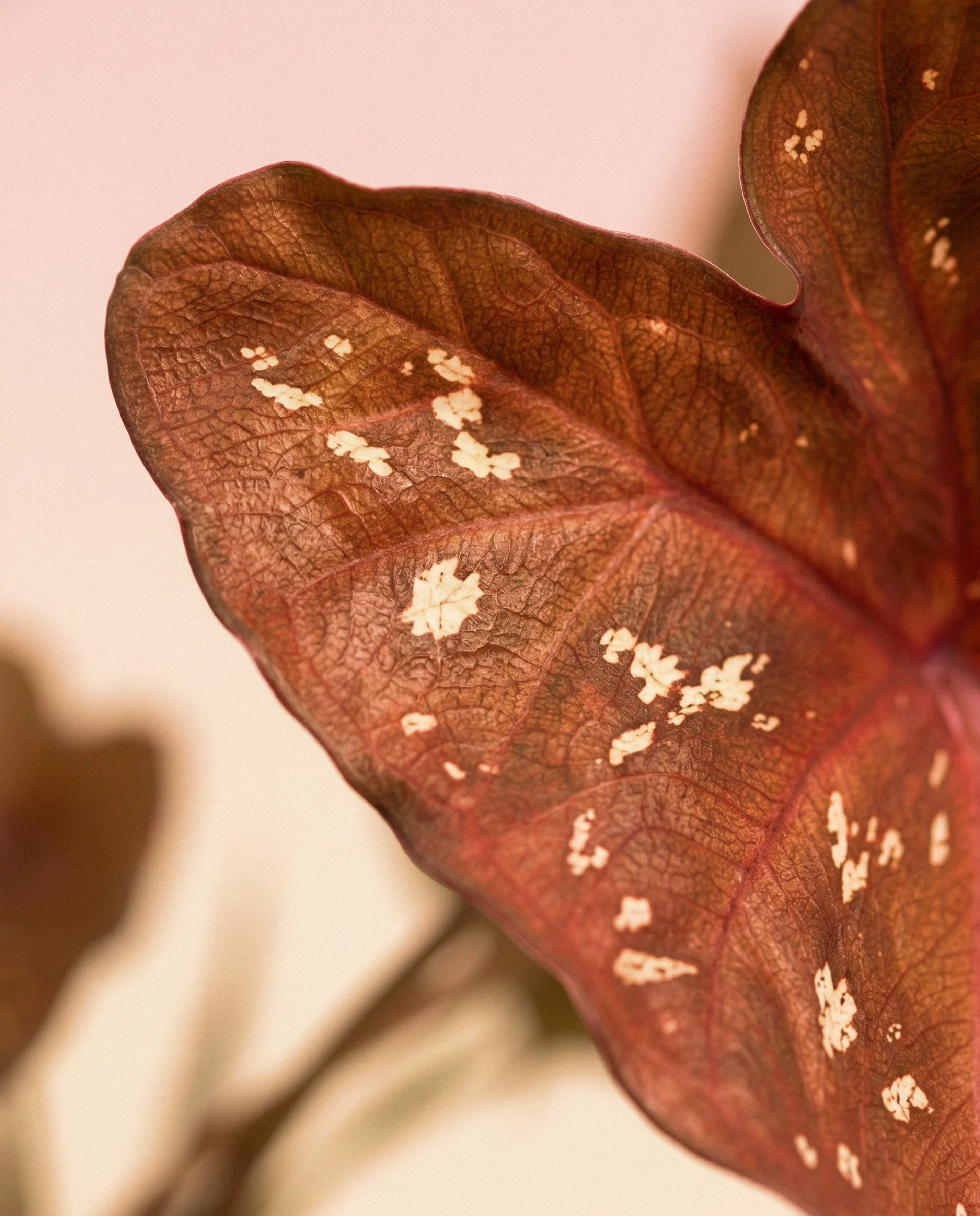 Caladium 'Burning Heart' - Image 11