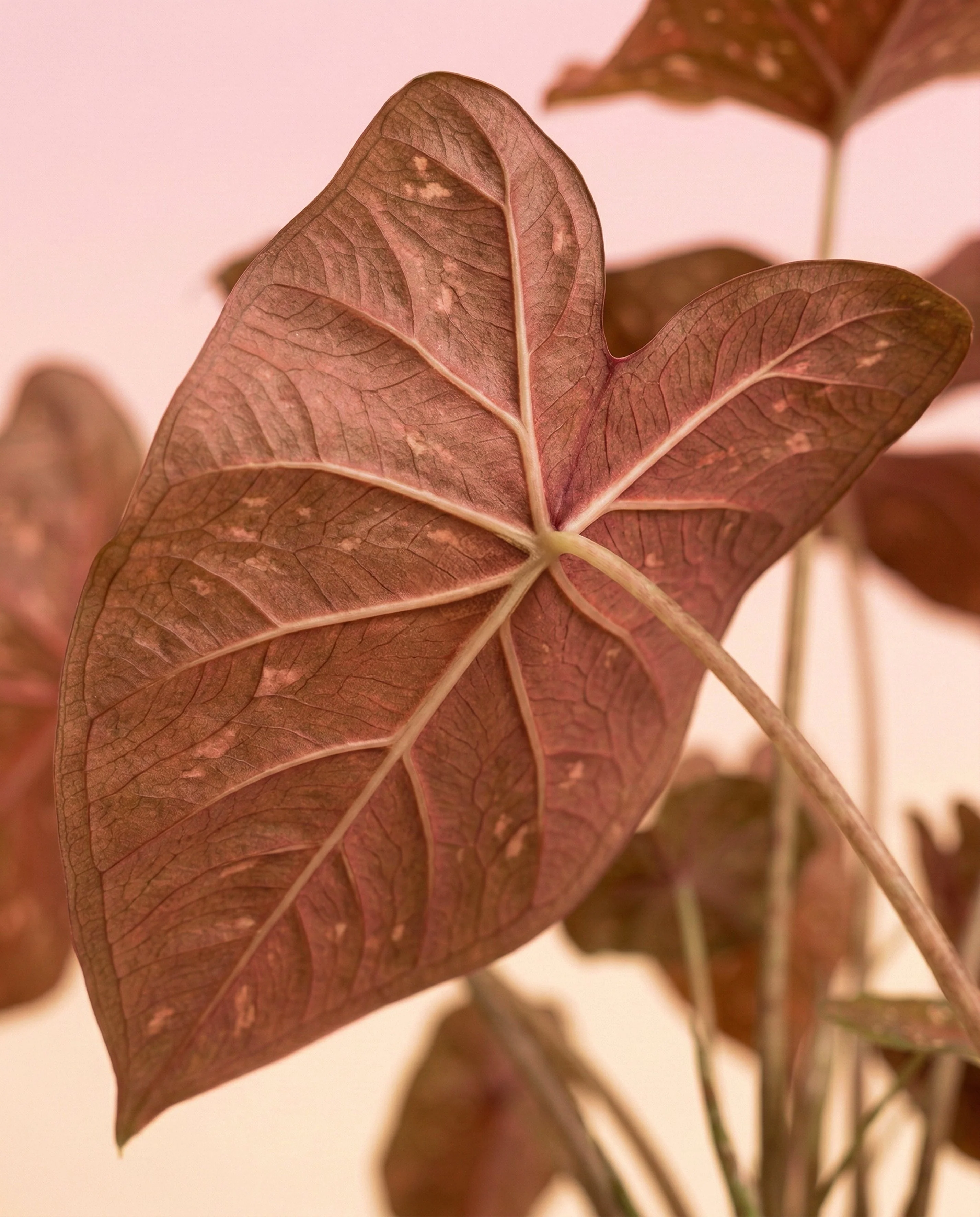 Caladium 'Burning Heart' - Image 12