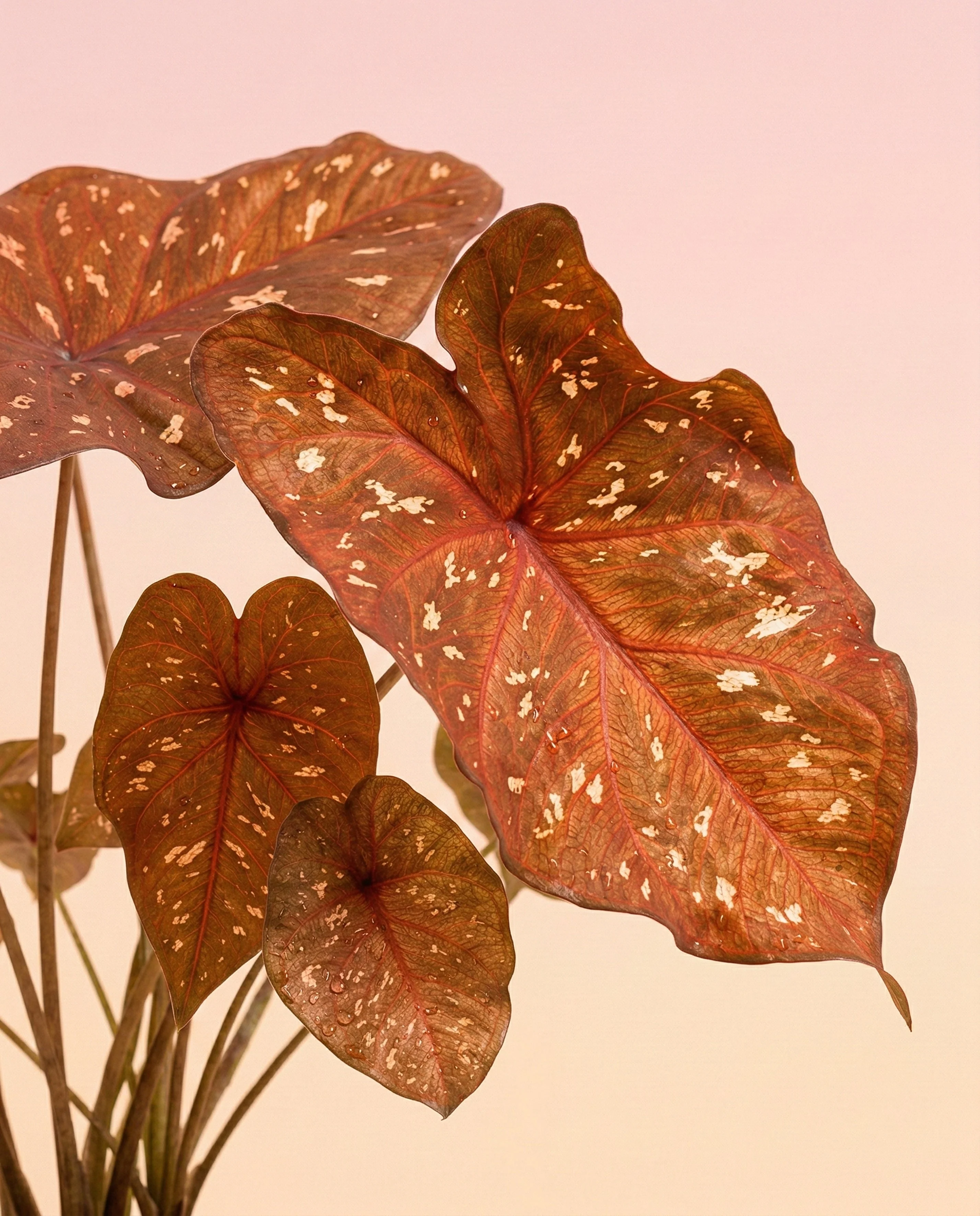 Caladium 'Burning Heart' - Image 2