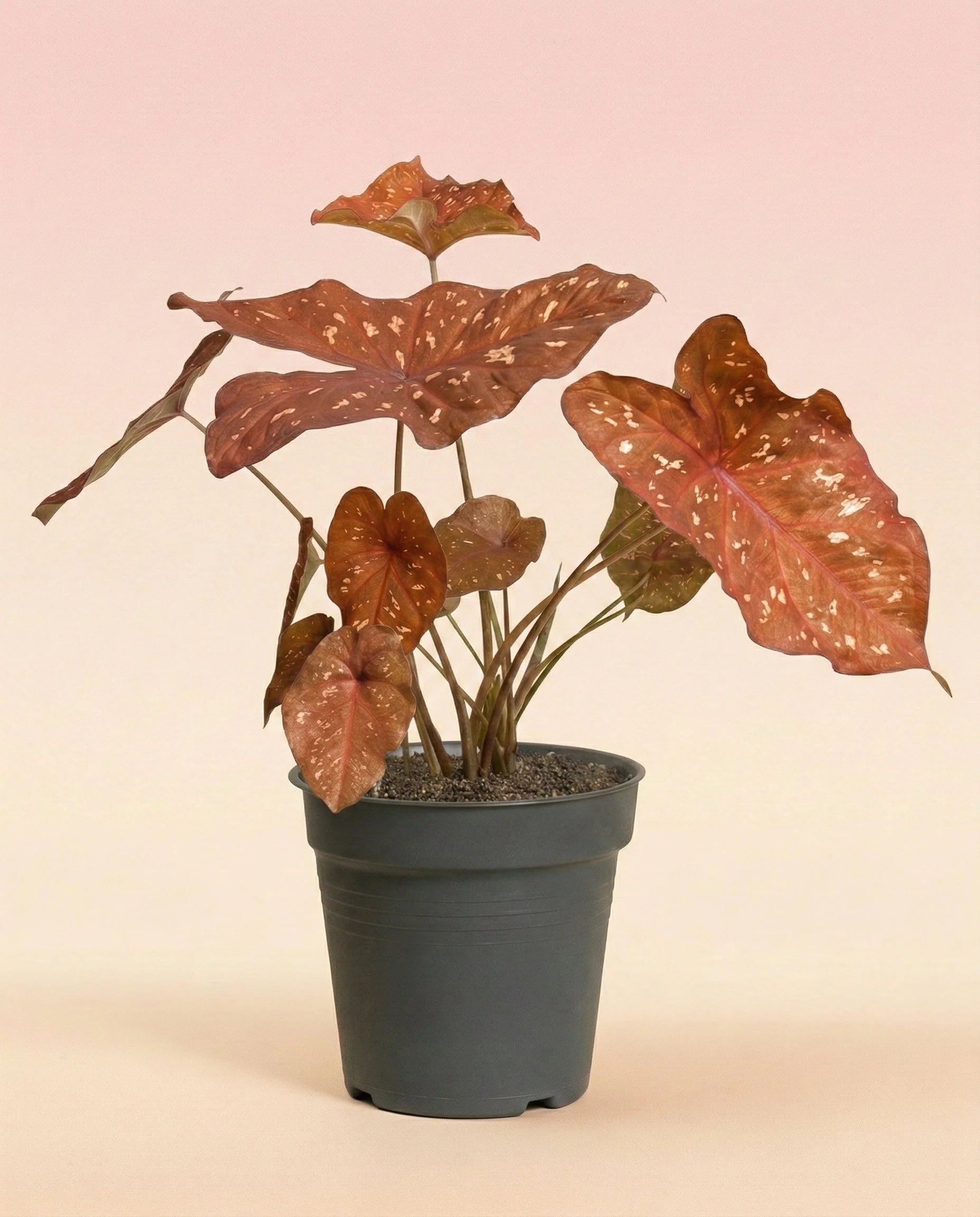 Caladium 'Burning Heart' - Image 3