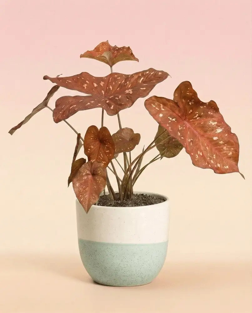 Caladium 'Burning Heart' - Image 4