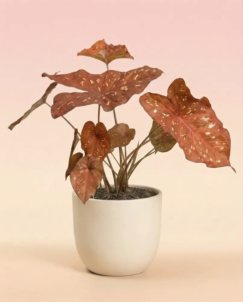 Caladium 'Burning Heart' - Image 5