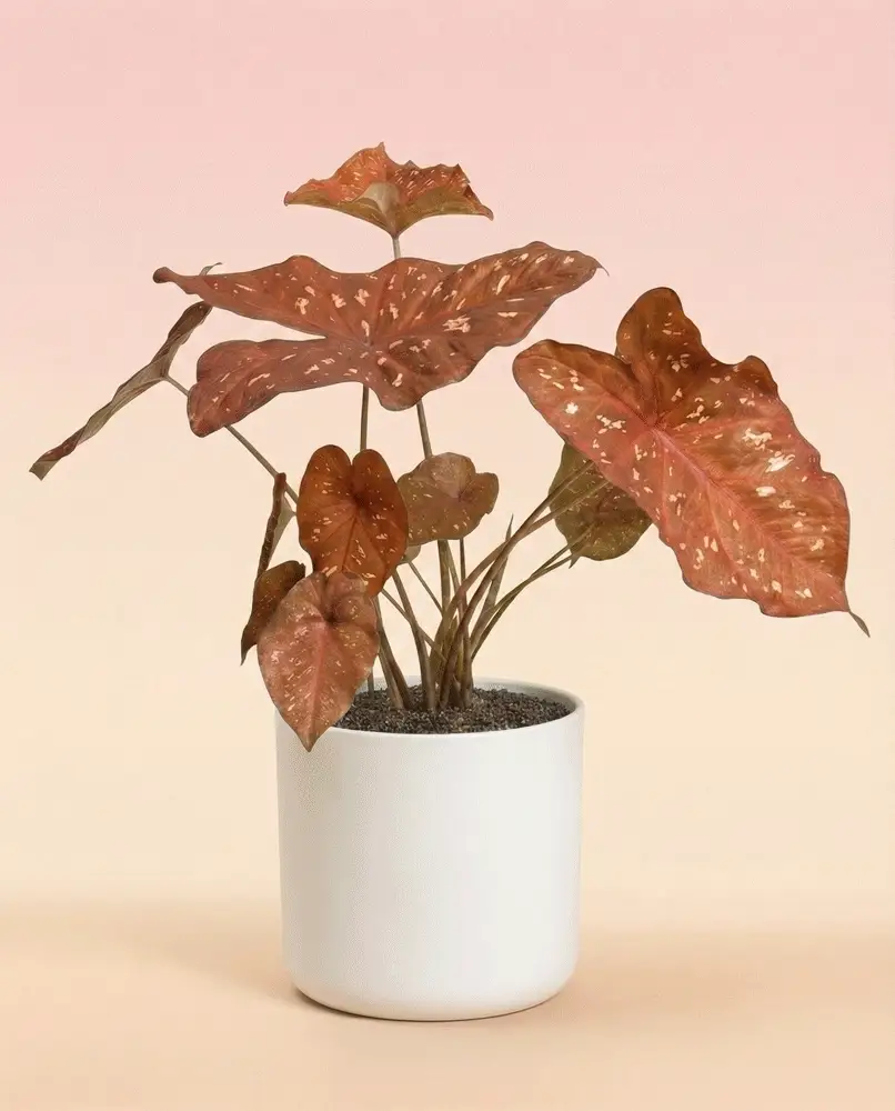 Caladium 'Burning Heart' - Image 6