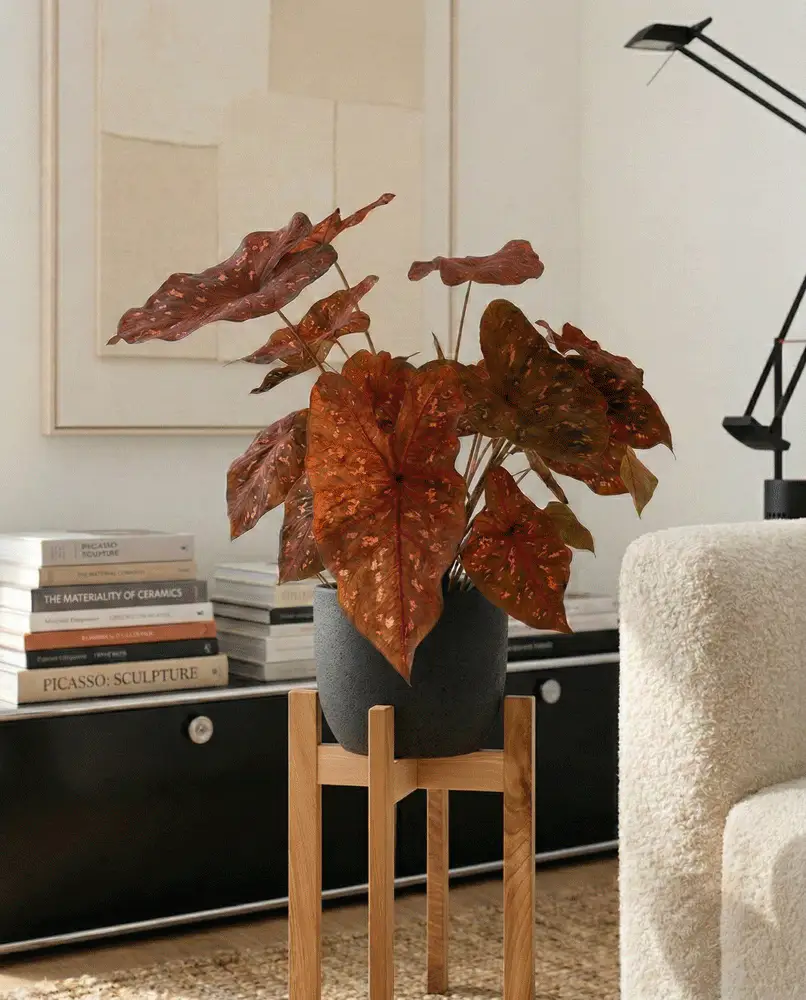 Caladium 'Burning Heart' - Image 7
