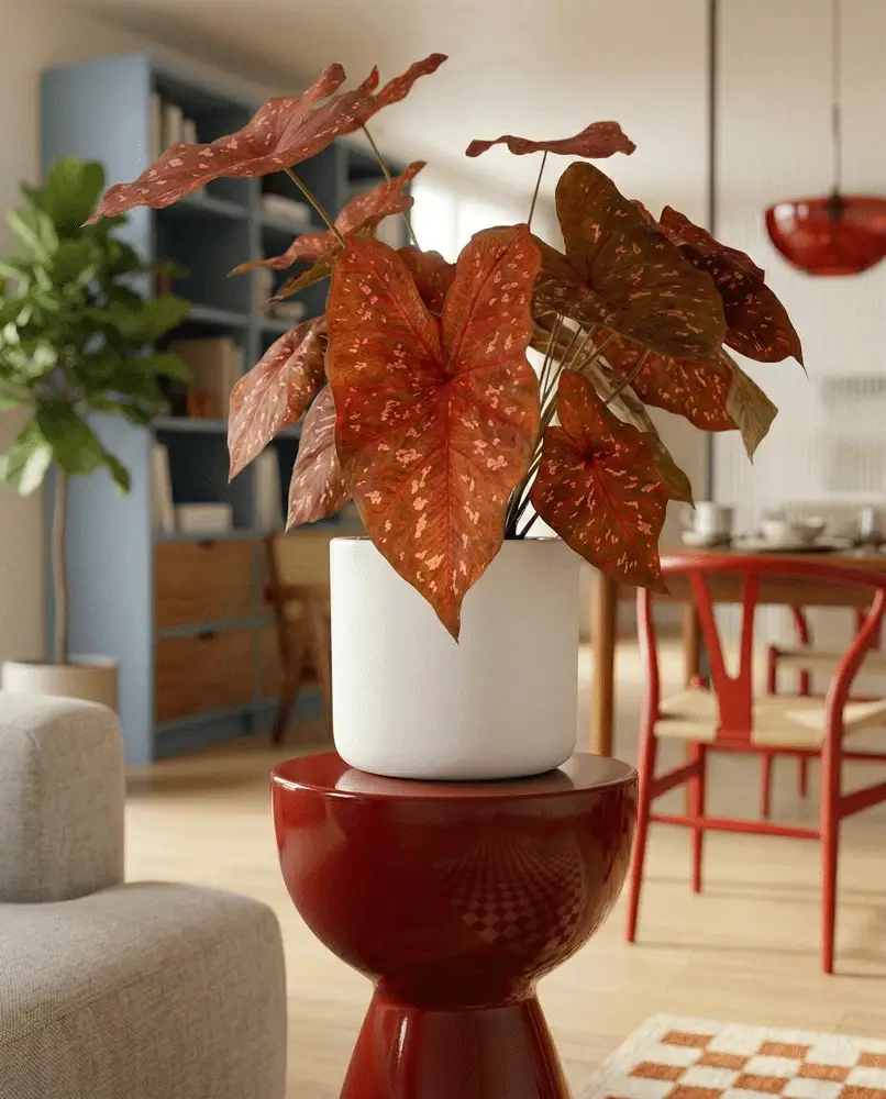 Caladium 'Burning Heart' - Image 9