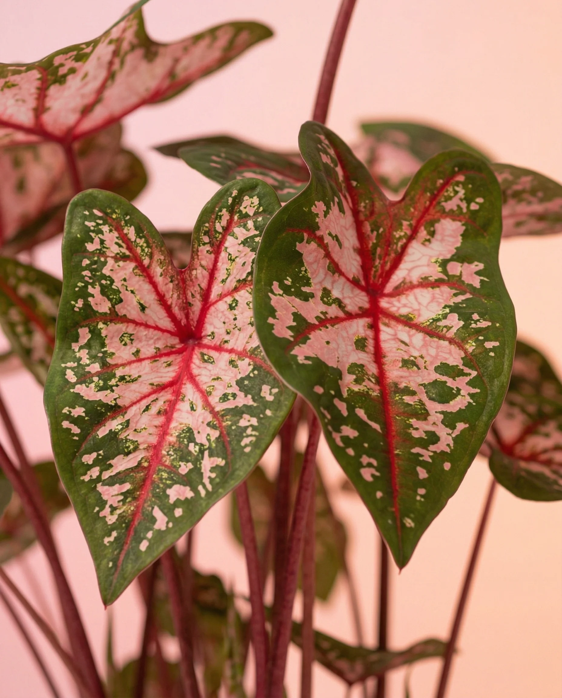 Caladium 'Carolyn Whorton' - Image 10