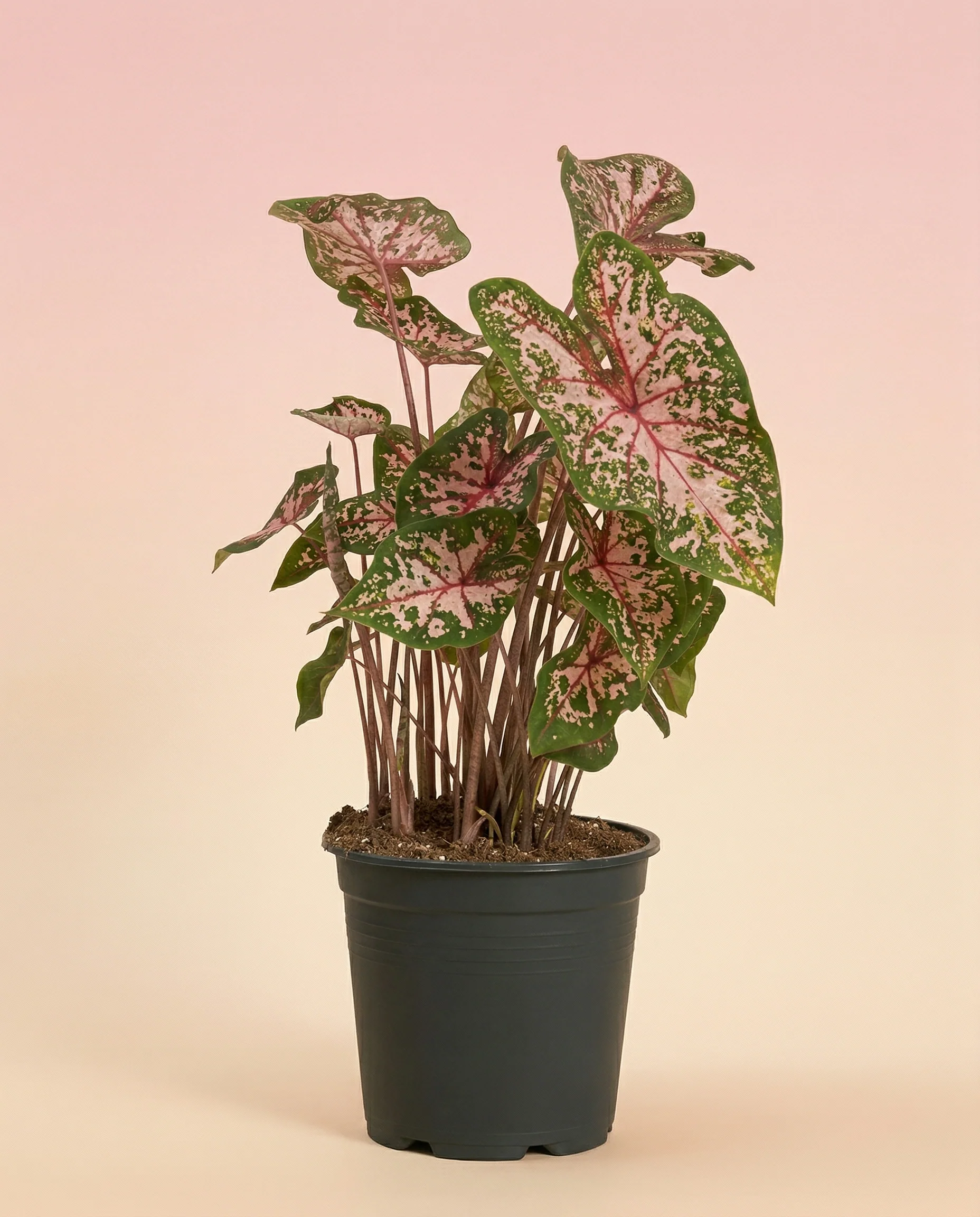 Caladium 'Carolyn Whorton' - Image 3