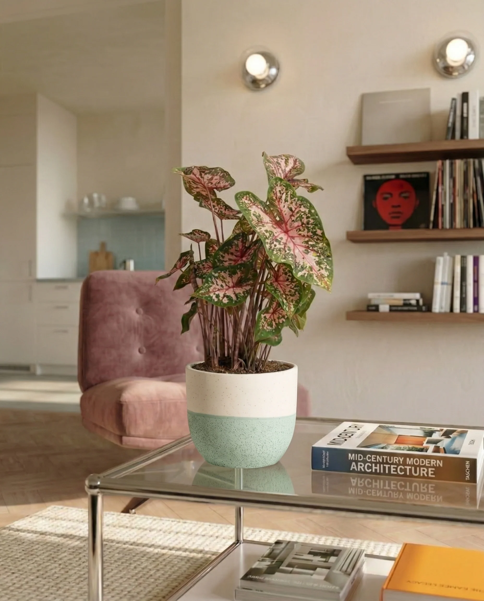 Caladium 'Carolyn Whorton' - Image 4