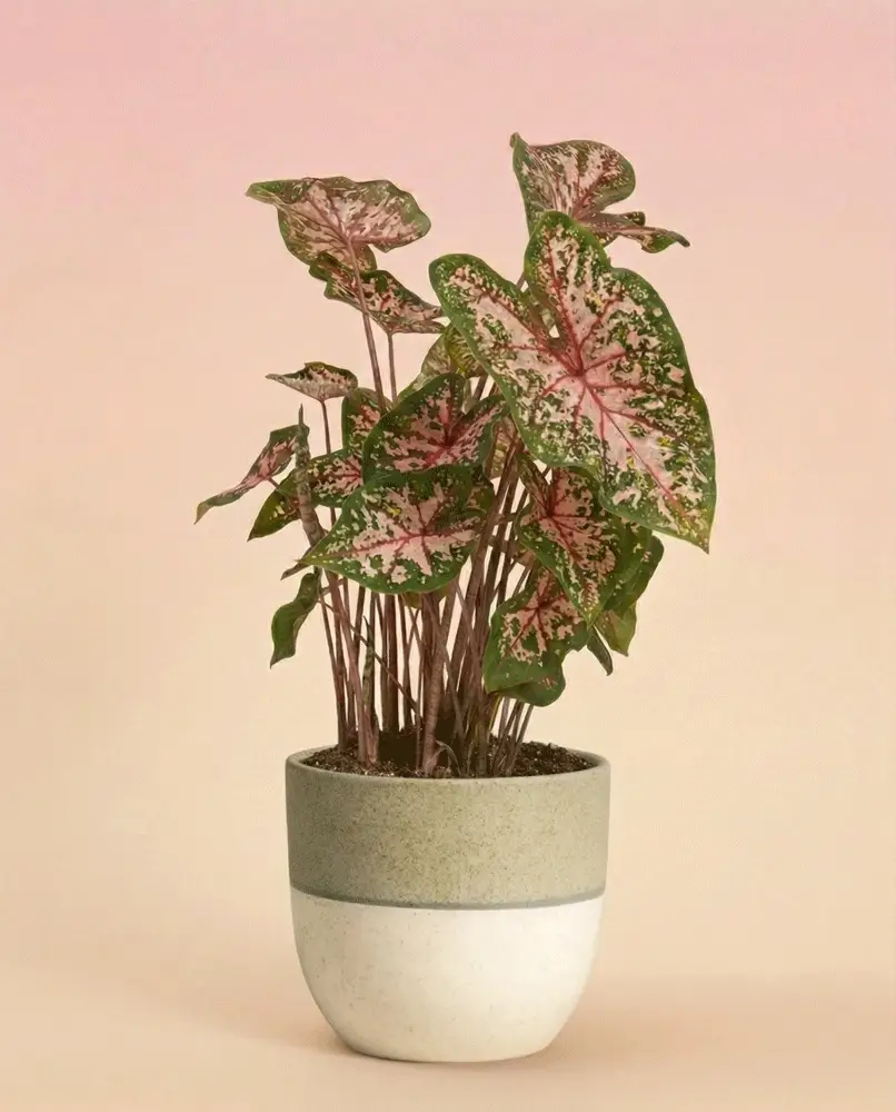 Caladium 'Carolyn Whorton' - Image 5