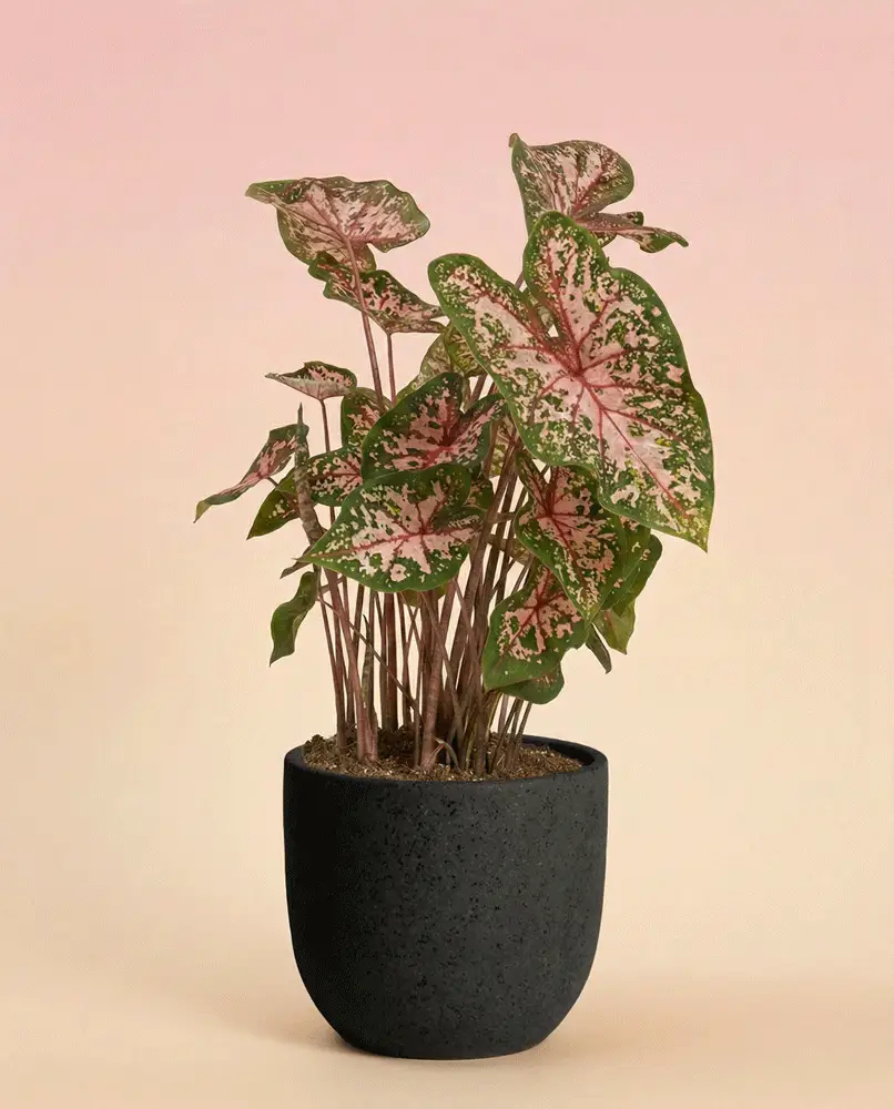Caladium 'Carolyn Whorton' - Image 6