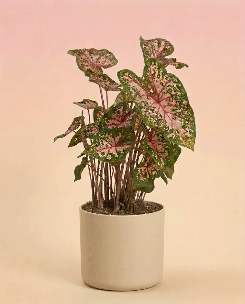 Caladium 'Carolyn Whorton' - Image 7
