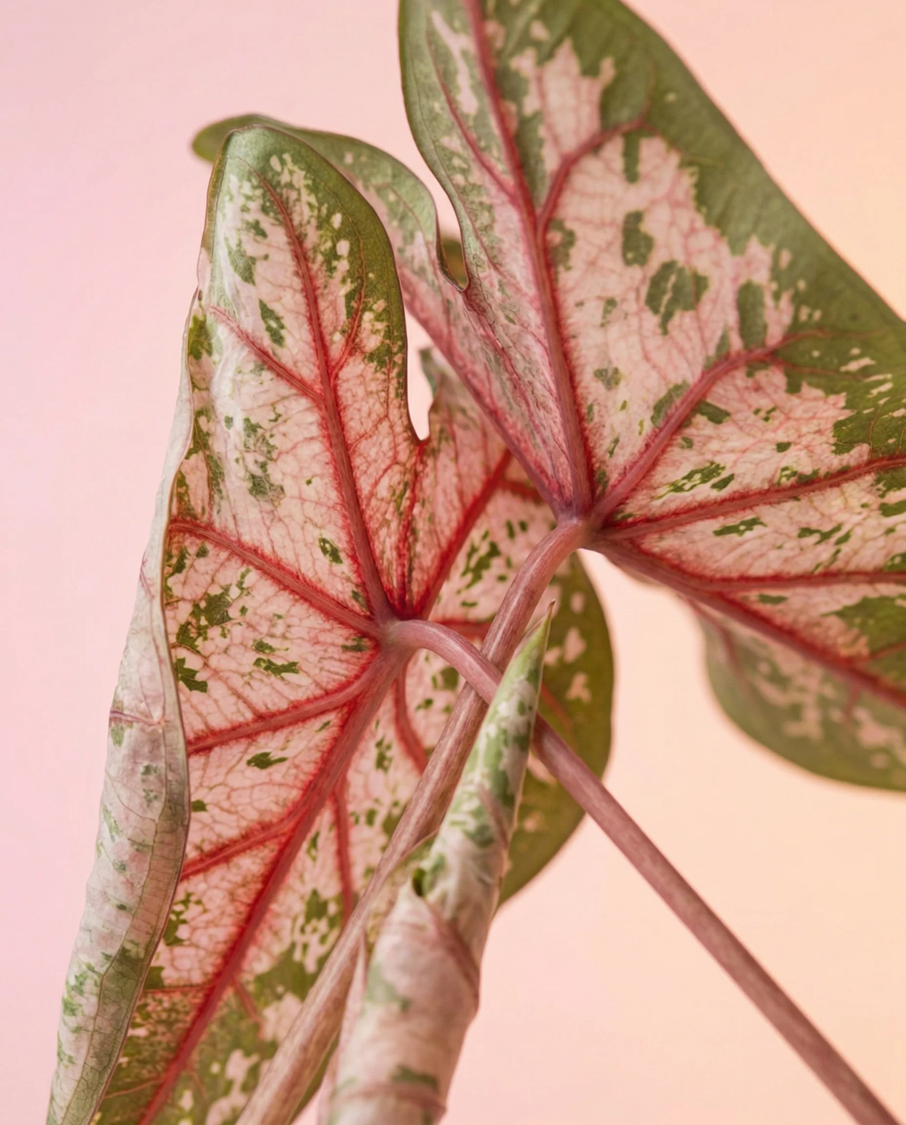 Caladium 'Carolyn Whorton' - Image 9