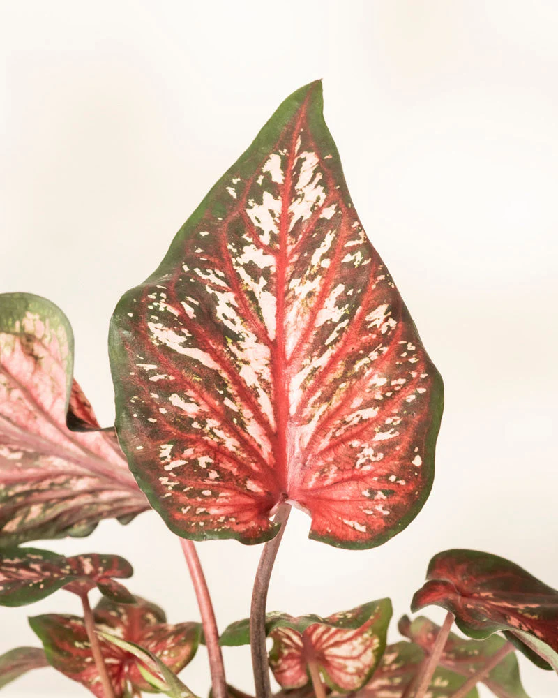 Caladium 'Desert Sunset' - Image 10