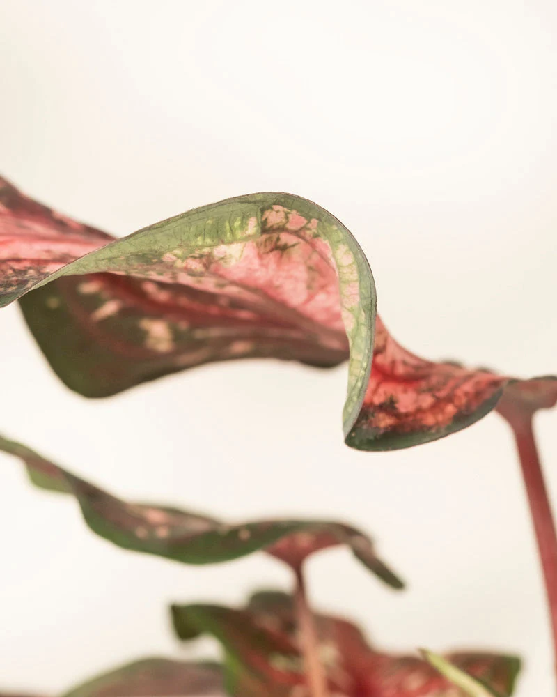 Caladium 'Desert Sunset' - Image 11