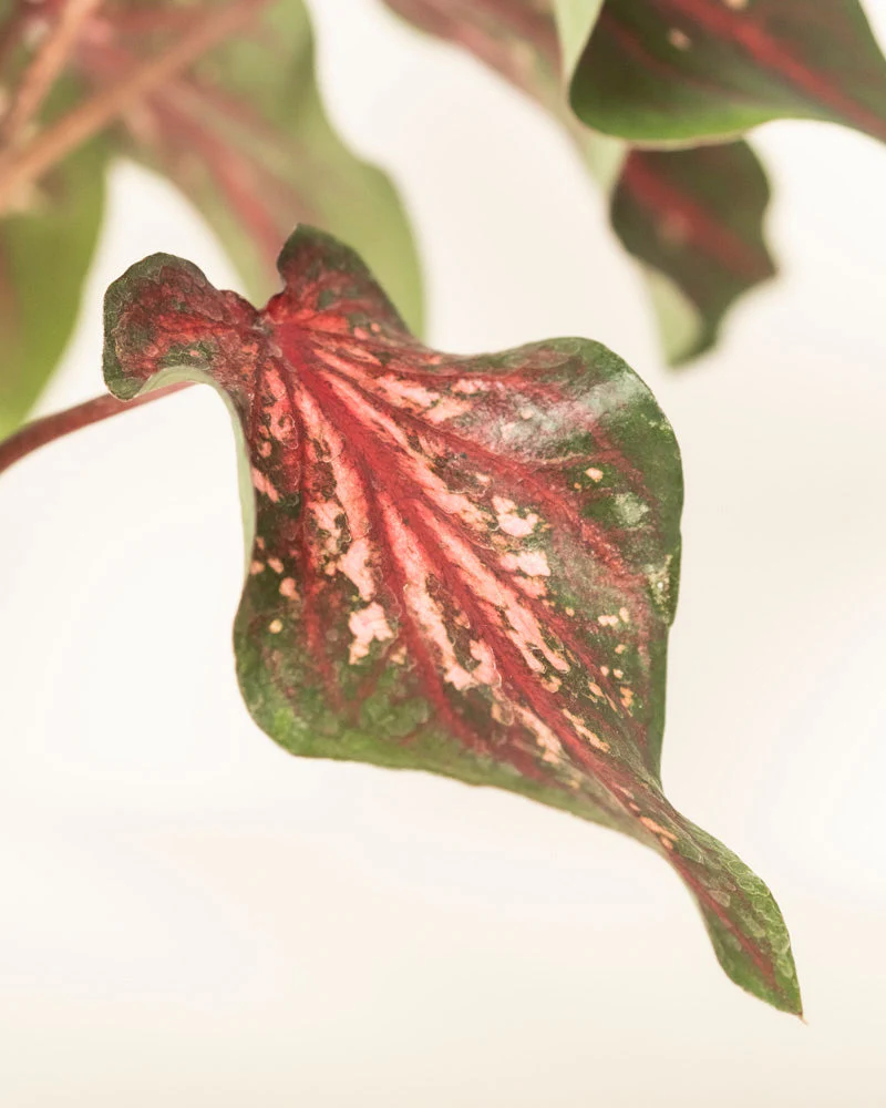 Caladium 'Desert Sunset' - Image 12