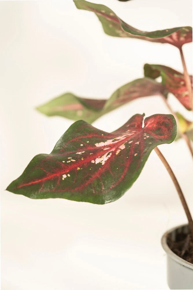 Caladium 'Desert Sunset' - Image 13