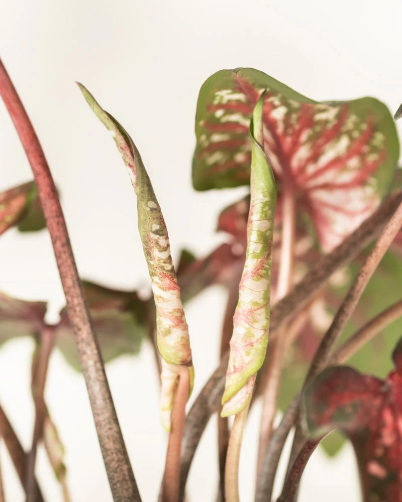 Caladium 'Desert Sunset' - Image 14