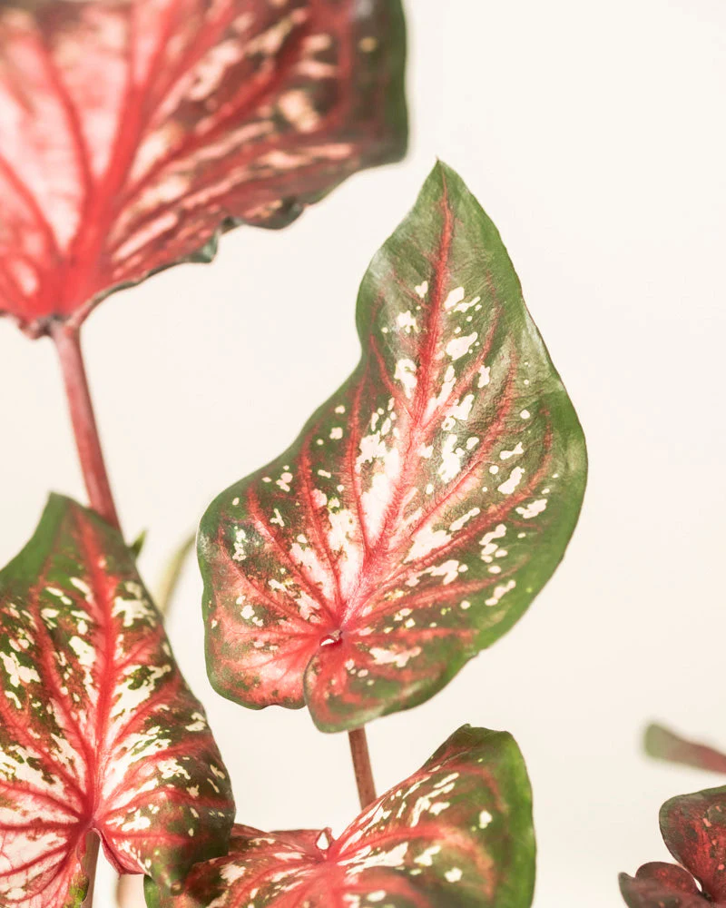 Caladium 'Desert Sunset' - Image 15