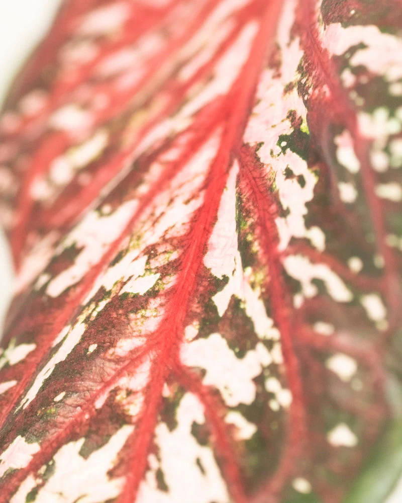 Caladium 'Desert Sunset' - Image 16