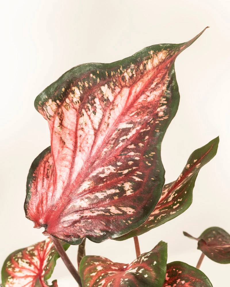 Caladium 'Desert Sunset' - Image 2