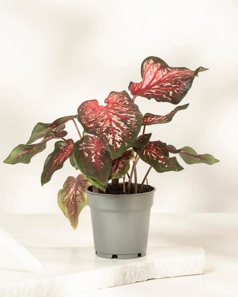 Caladium 'Desert Sunset' - Image 3