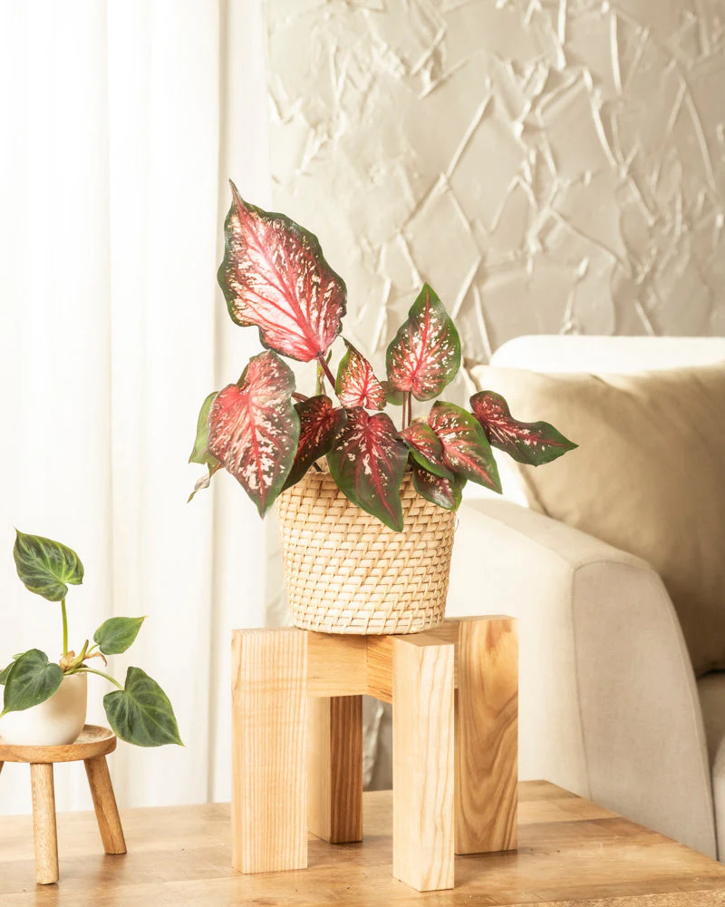 Caladium 'Desert Sunset' - Image 4