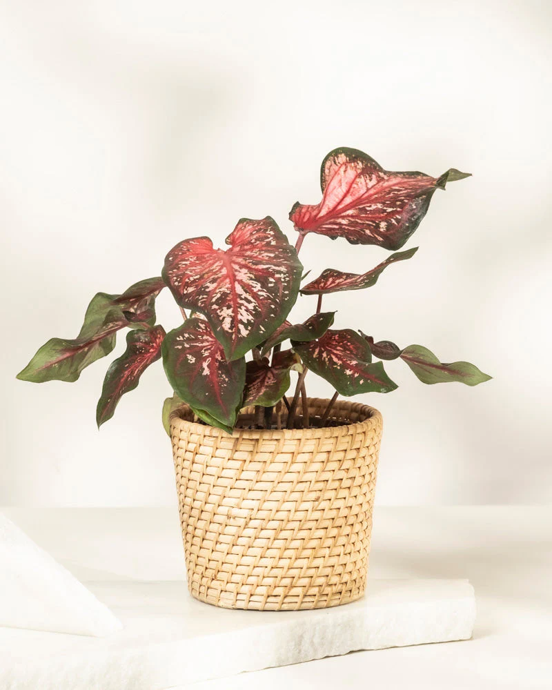 Caladium 'Desert Sunset' - Image 5