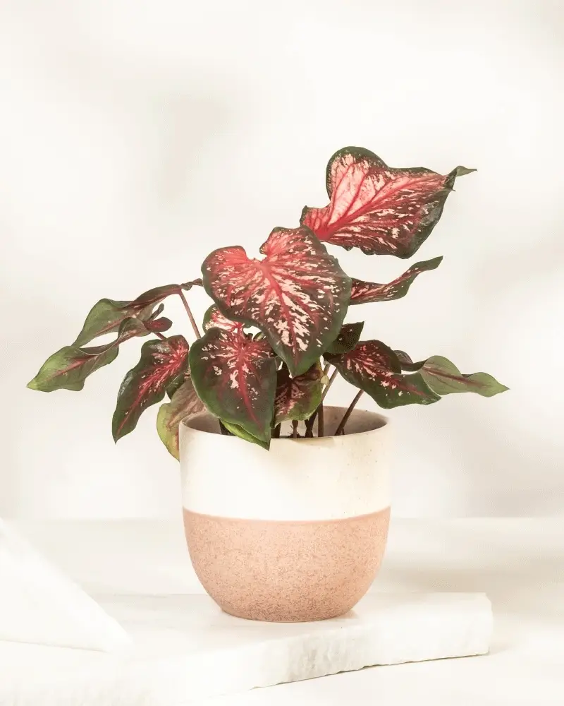 Caladium 'Desert Sunset' - Image 6