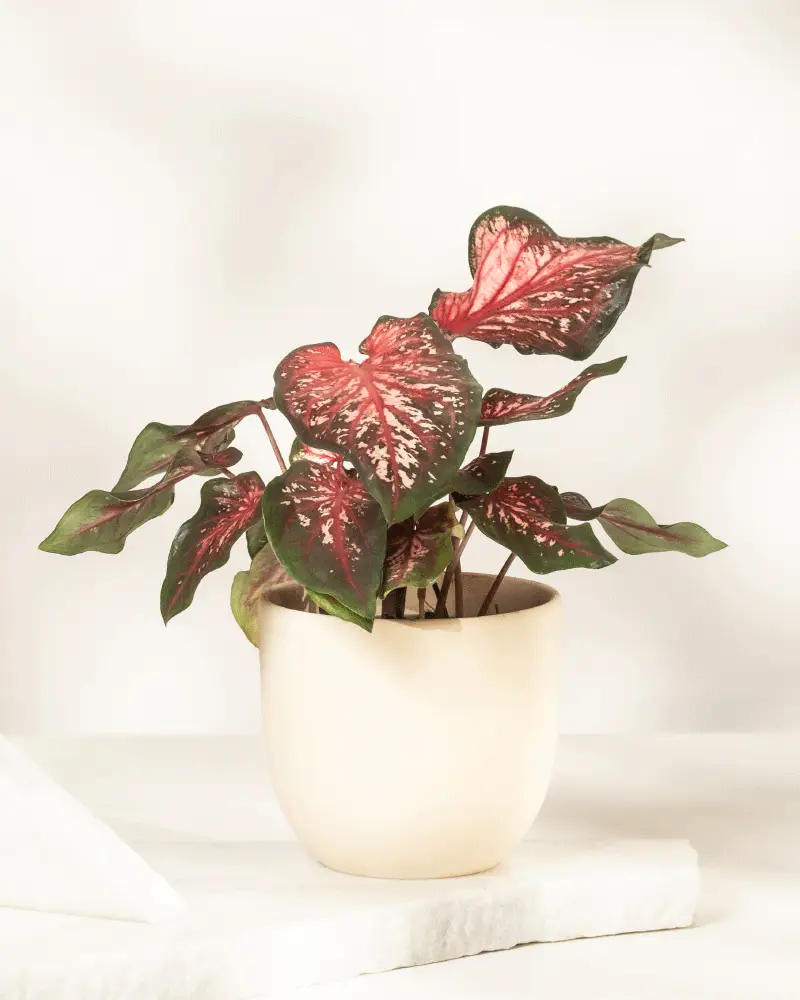 Caladium 'Desert Sunset' - Image 7