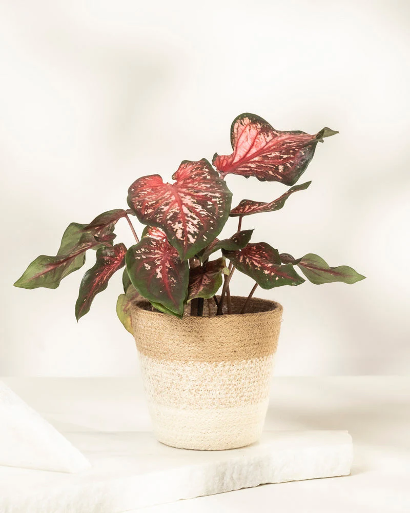Caladium 'Desert Sunset' - Image 8