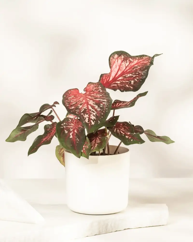 Caladium 'Desert Sunset' - Image 9
