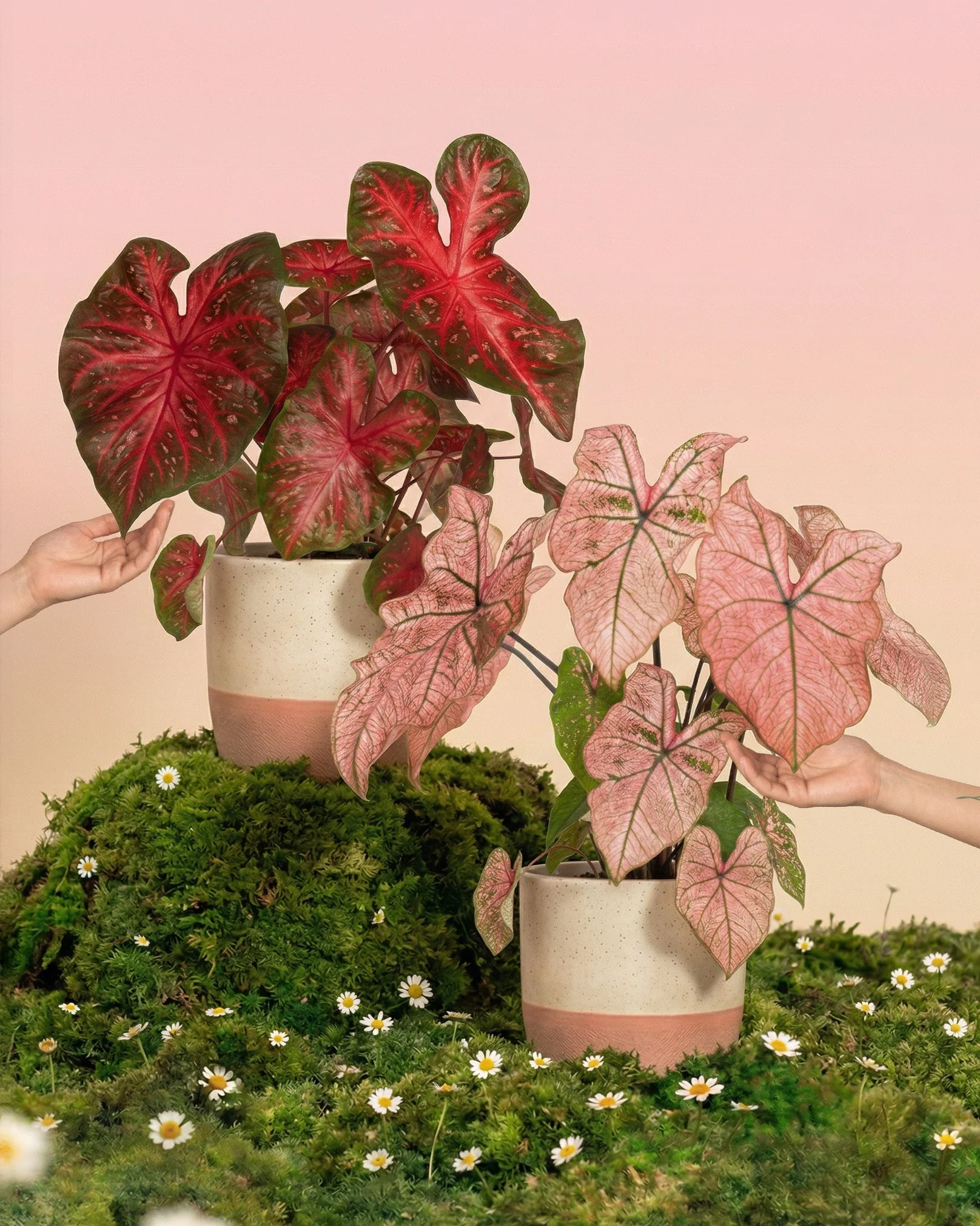 Caladium Duo